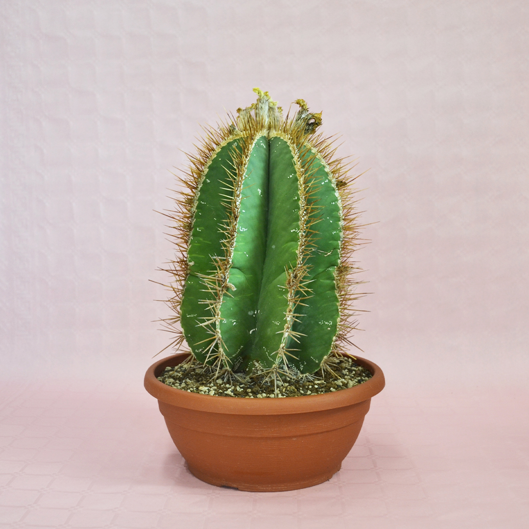 astrophytum ornatum vaso 30-1