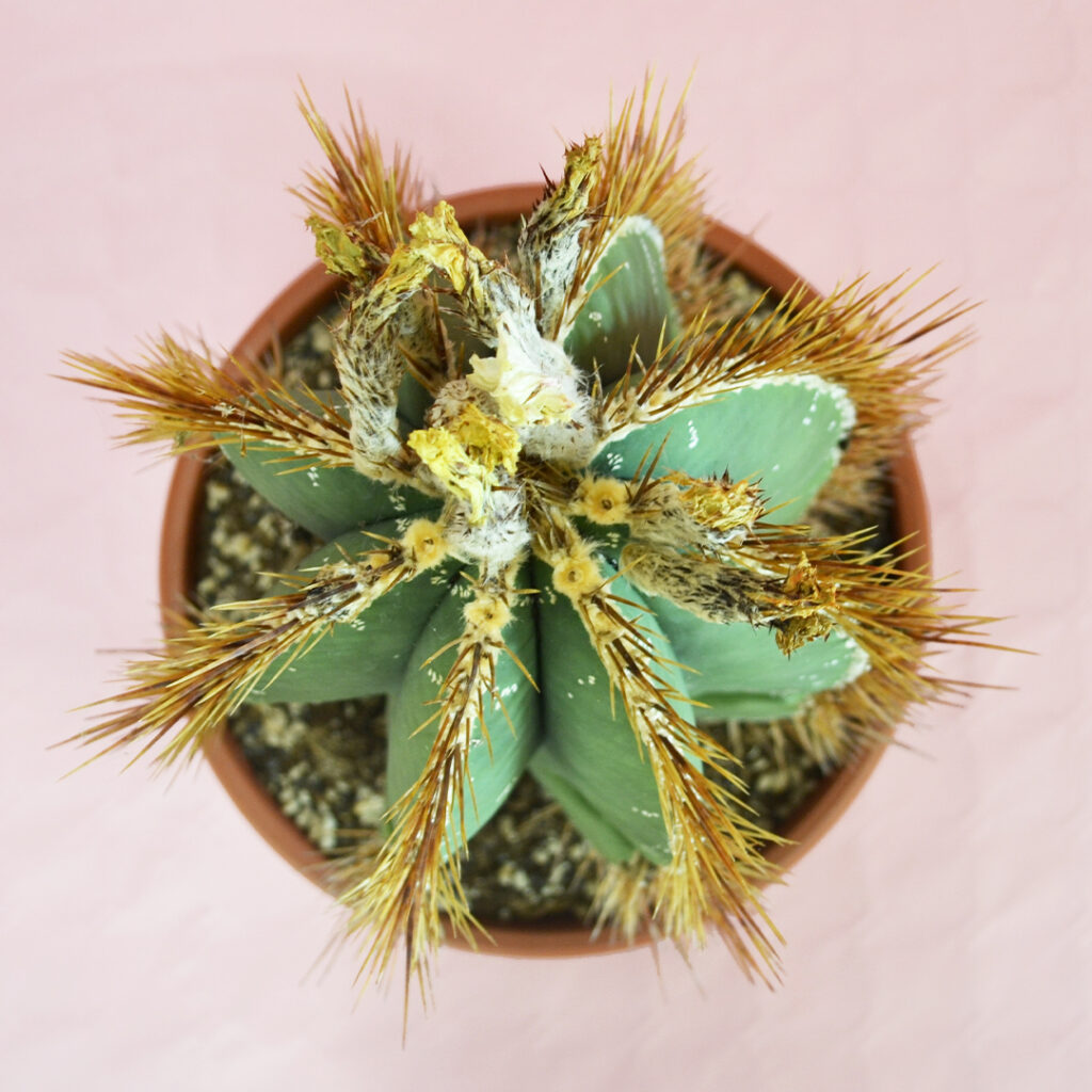 Astrophytum ornatum Astrophytum ornatum