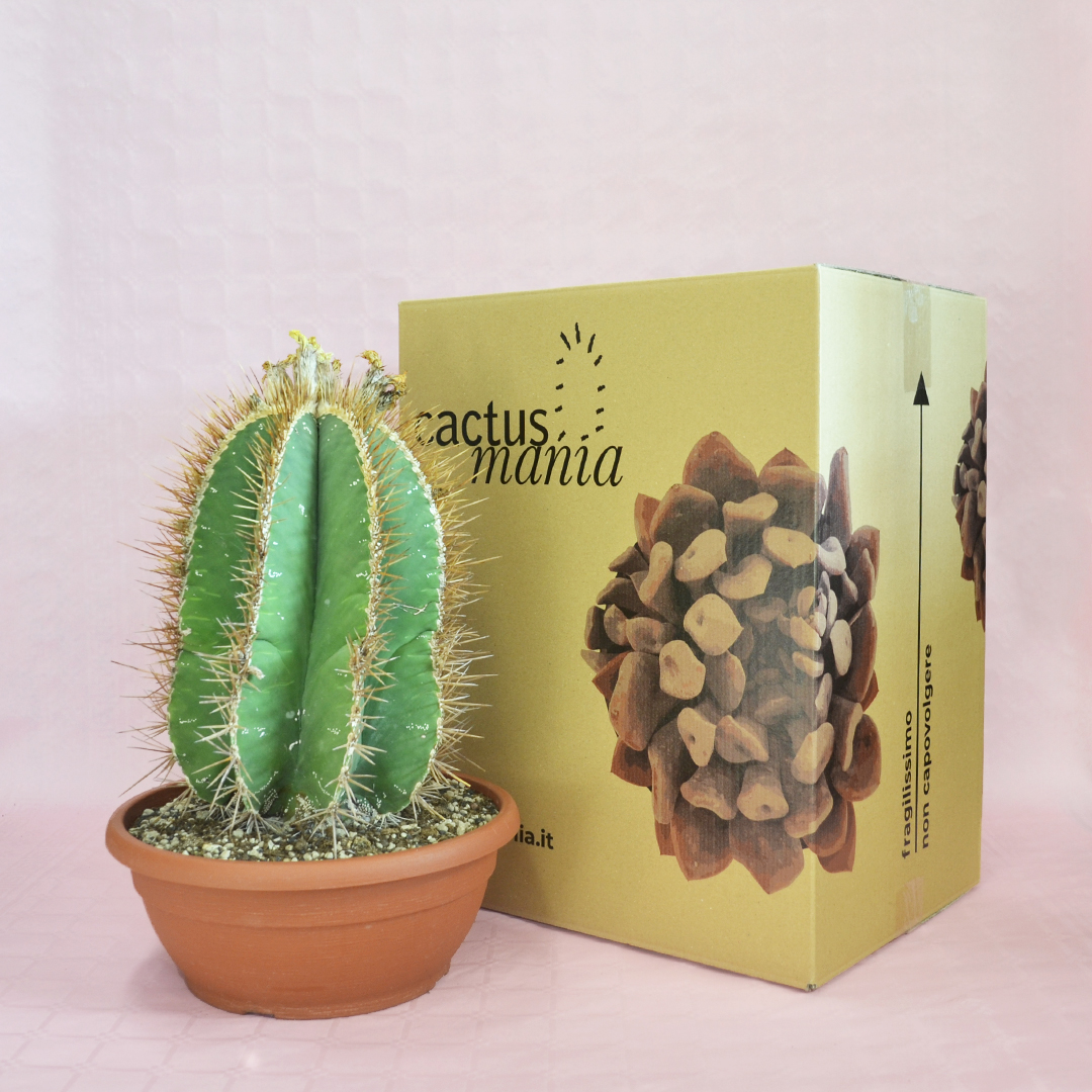 astrophytum ornatum vaso 30-4