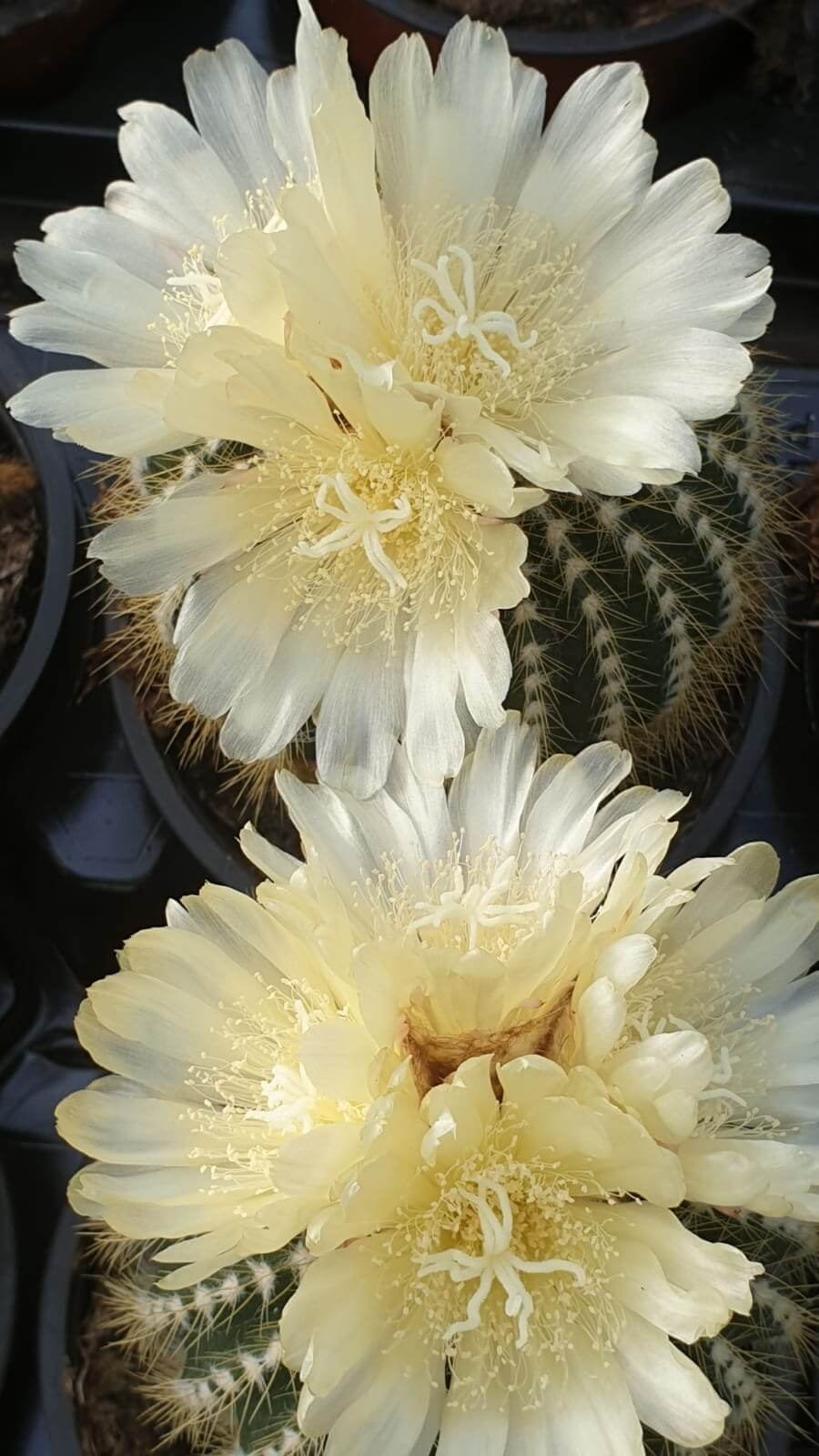 Collezione 10 Cactus Fioriti