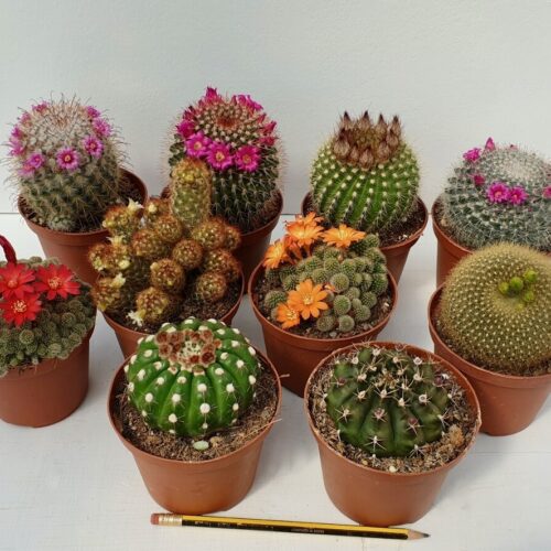 Set 10 cactus fioriti Ø 10,5 cm