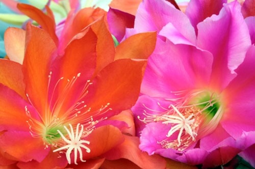 Epiphyllum hybrid