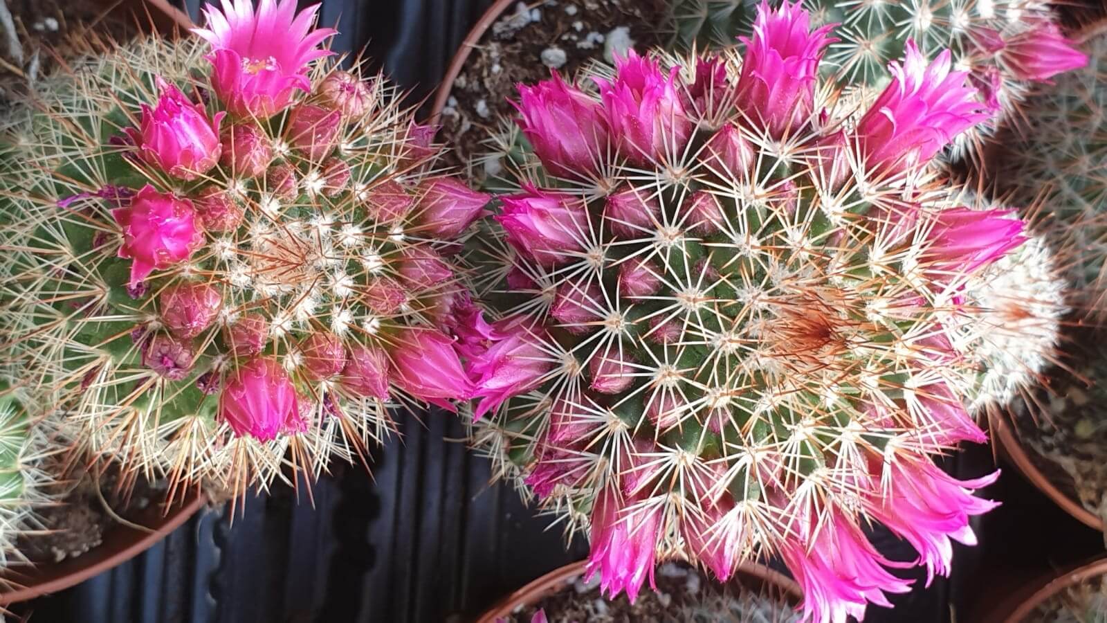 Collezione cactus fioriti 4 piante
