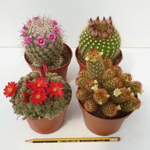 Set 4 cactus fioriti Ø 10,5 cm