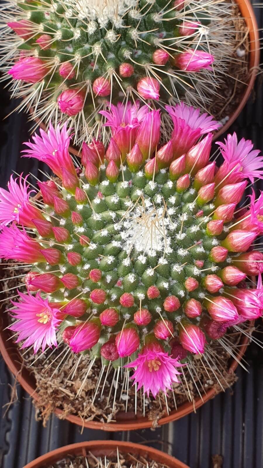 Collezione cactus fioriti 6 piante