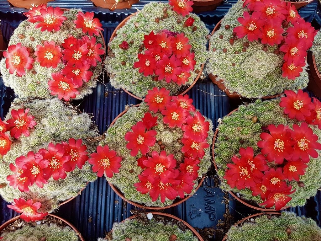 Collezione cactus fioriti 6 piante