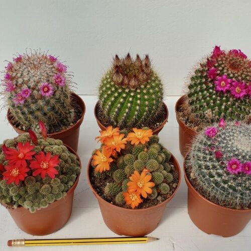 Set 6 cactus fioriti Ø 10,5 cm