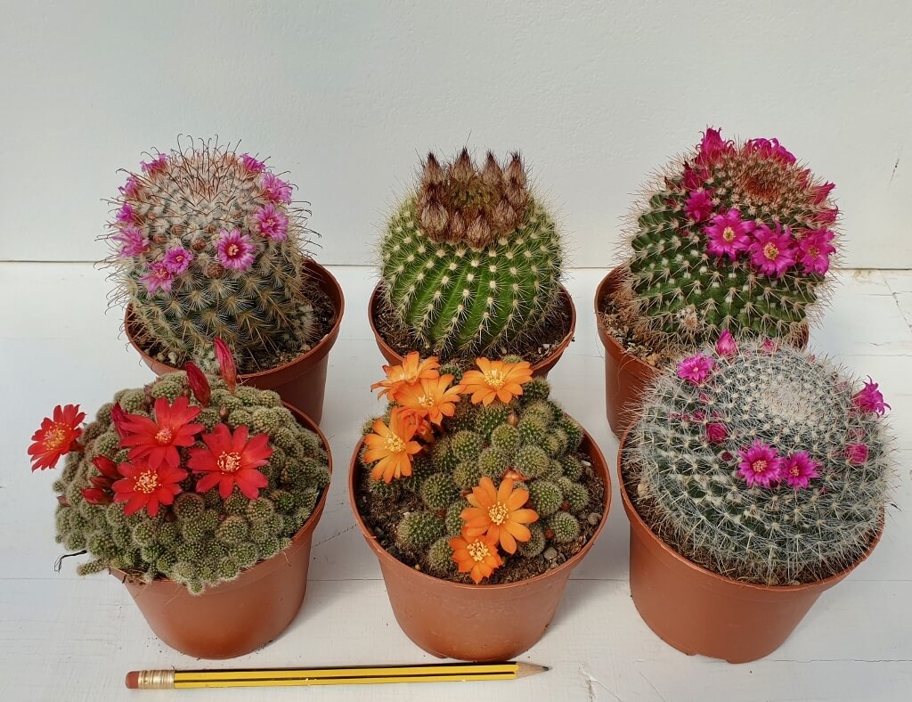 Set 6 cactus fioriti Ø 10,5 cm