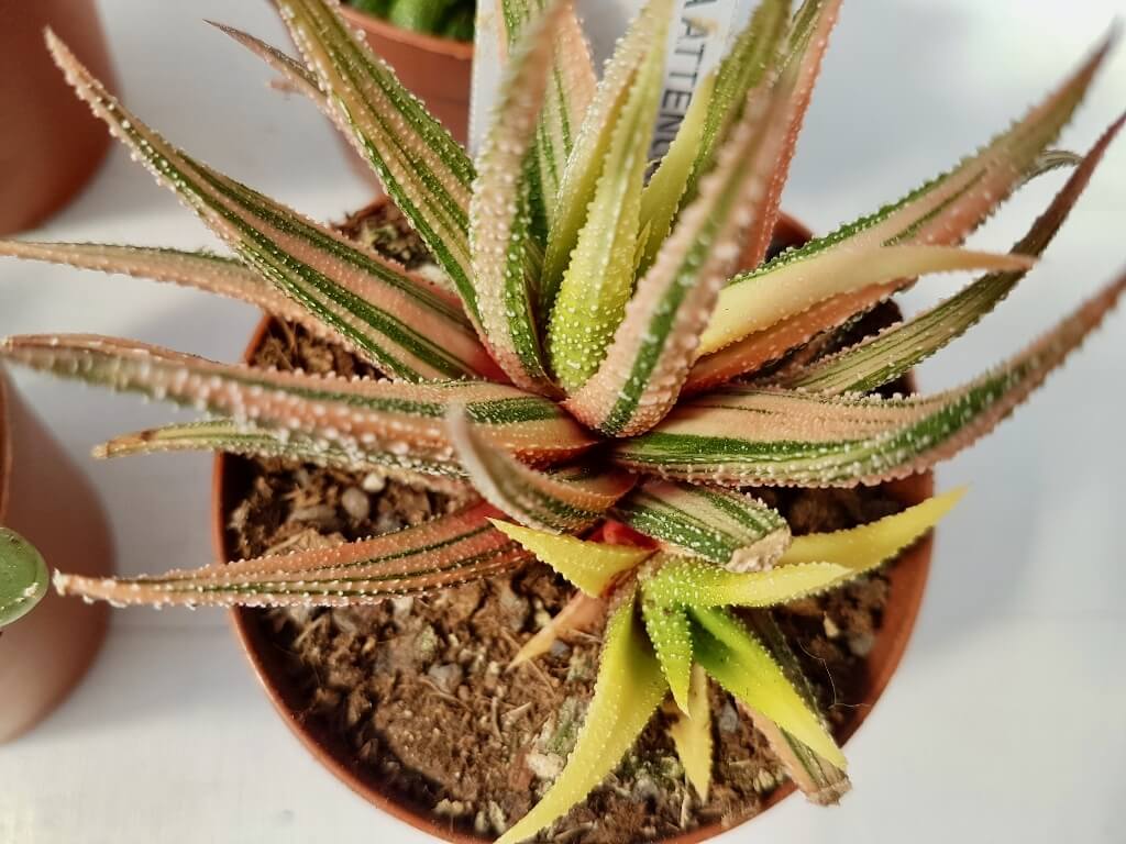 Collezione Haworthia 6 piante