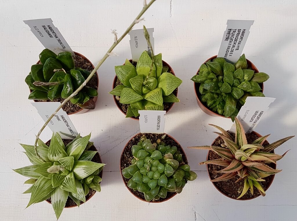 Collezione Haworthia 6 piante