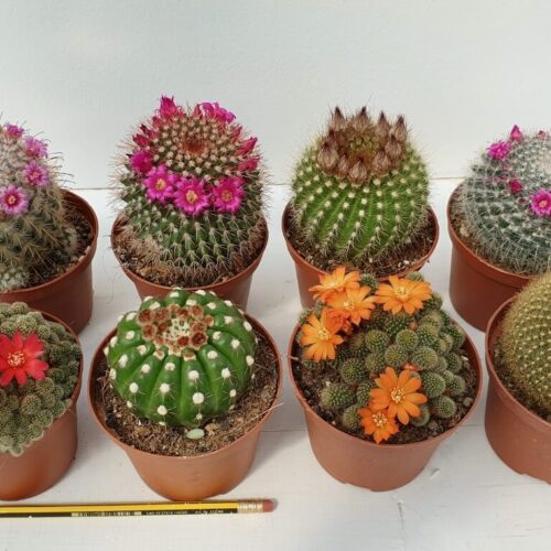 Set 8 cactus fioriti Ø 10,5 cm