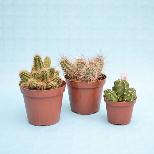 Set Echinocereus 3 piante