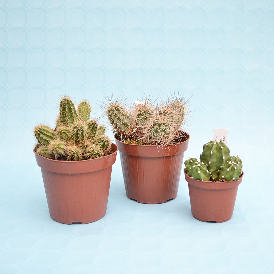 Set Echinocereus 3 piante