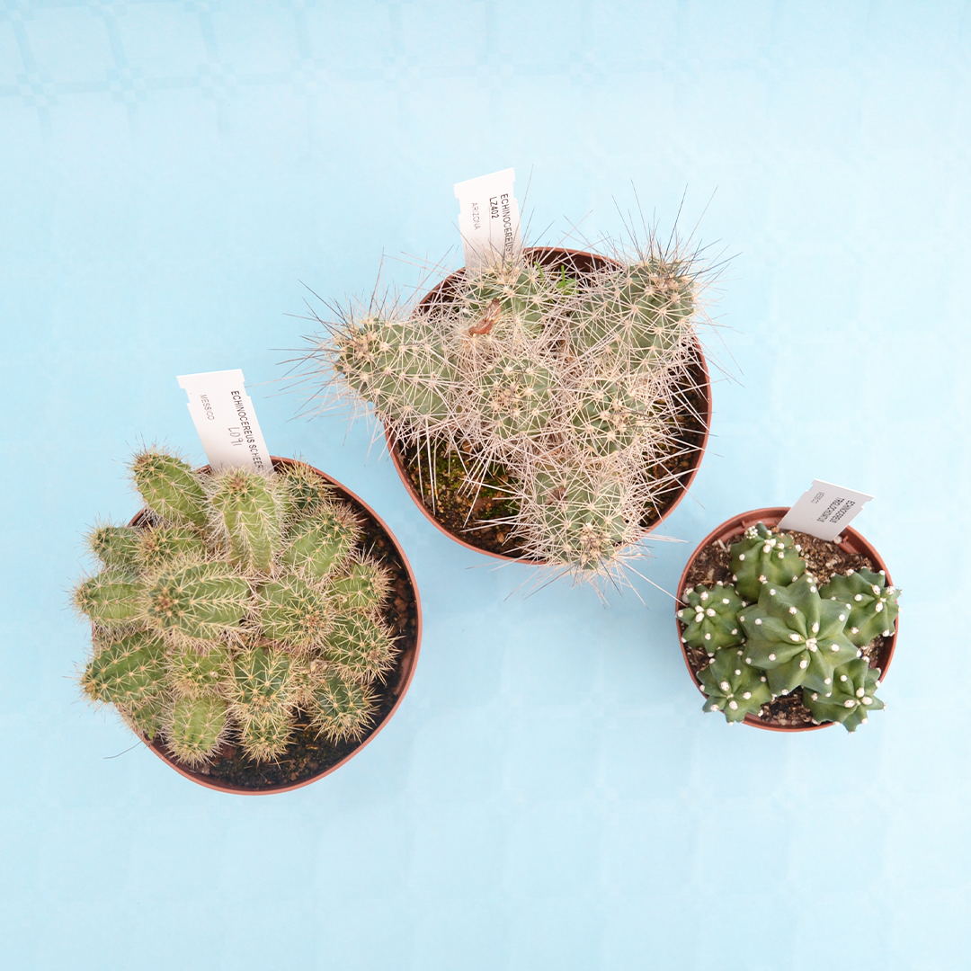 Collezione Echinocereus 3 piante