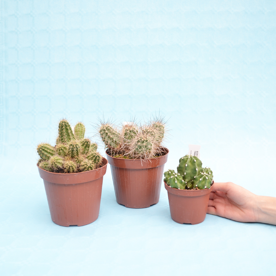 Collezione Echinocereus 3 piante