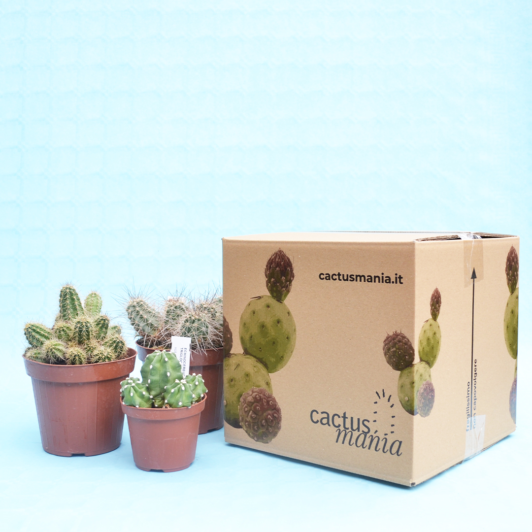 Collezione Echinocereus 3 piante