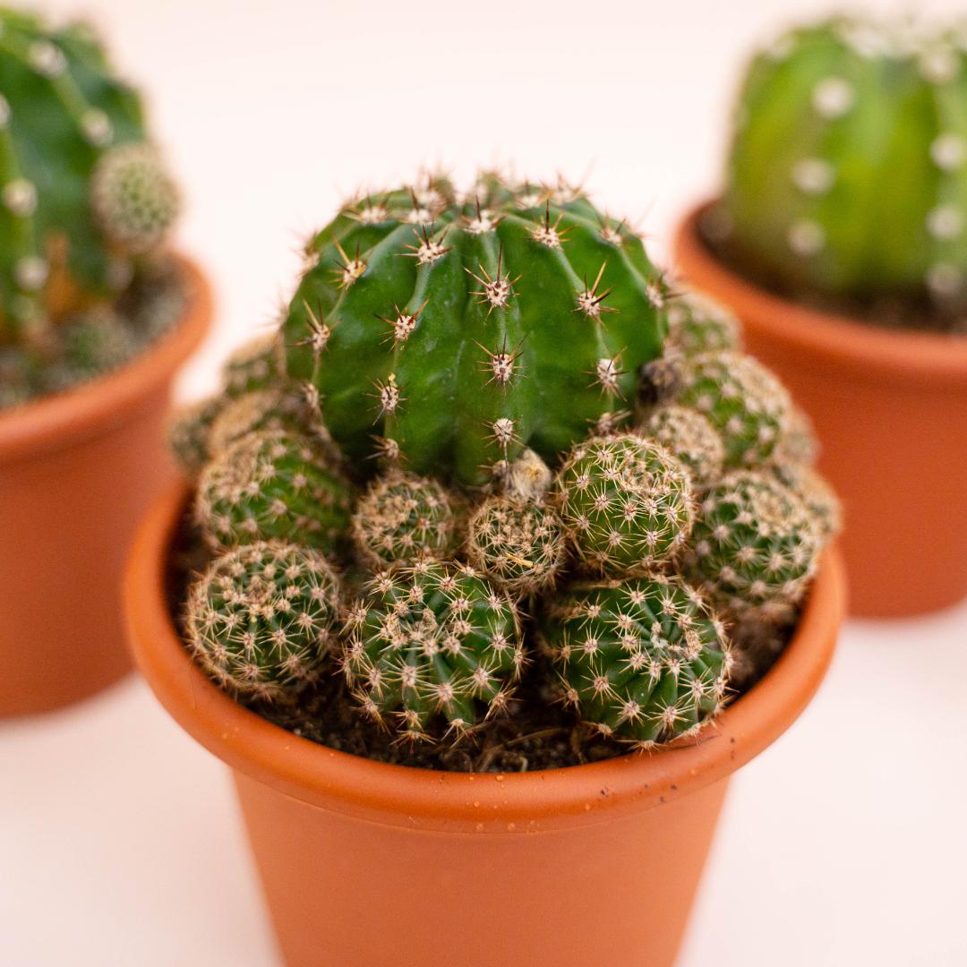 Collezione Echinopsis eyriesii hybrid 4 piante Ø 13 cm