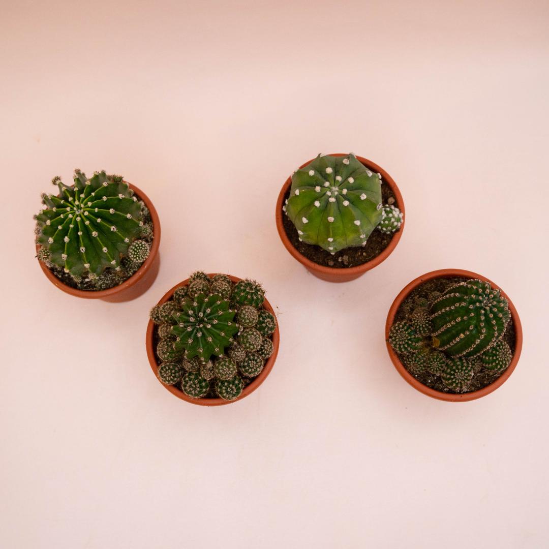 Collezione Echinopsis eyriesii hybrid 4 piante Ø 13 cm