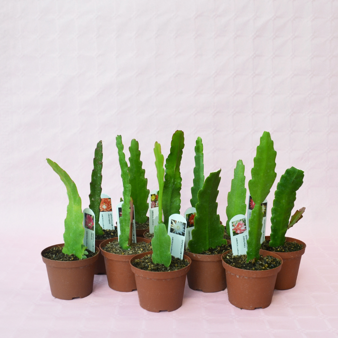 Collezione 10 Epiphyllum hybrid vaso 10,5