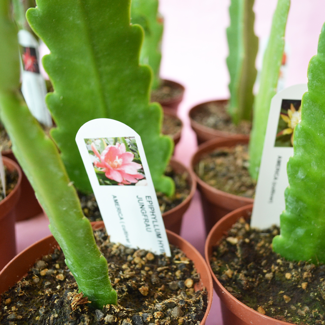 Collezione 10 Epiphyllum hybrid vaso 10,5