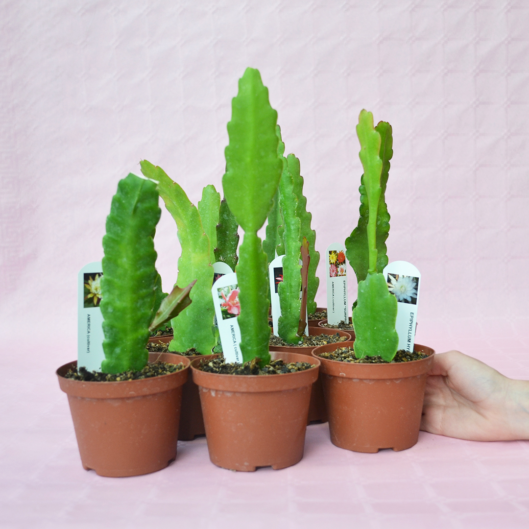 Collezione 10 Epiphyllum hybrid vaso 10,5
