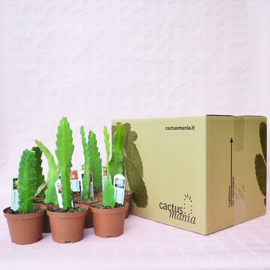 Collezione 10 Epiphyllum hybrid vaso 10,5