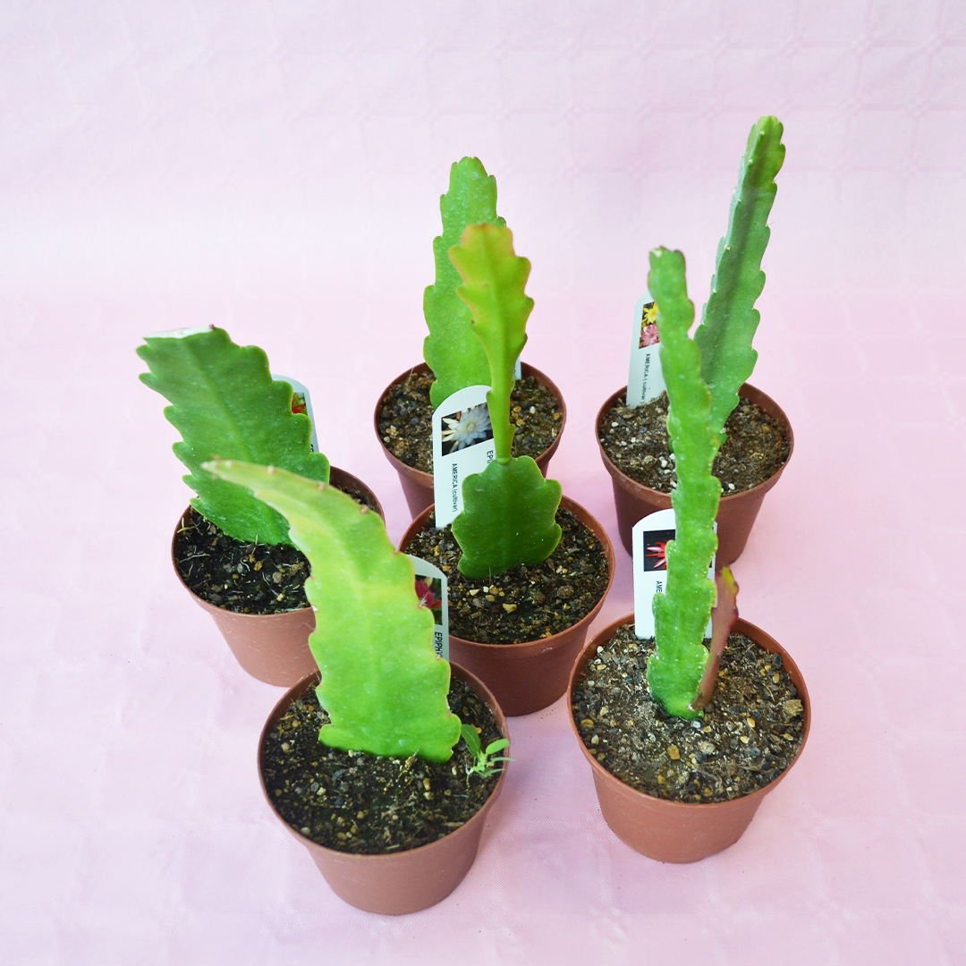 Mix di 6 Epiphyllum hybrid Ø 10,5 cm