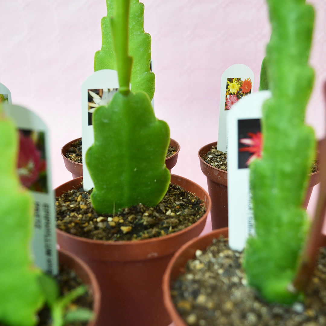 Collezione 6 Epiphyllum hybrid vaso 10,5