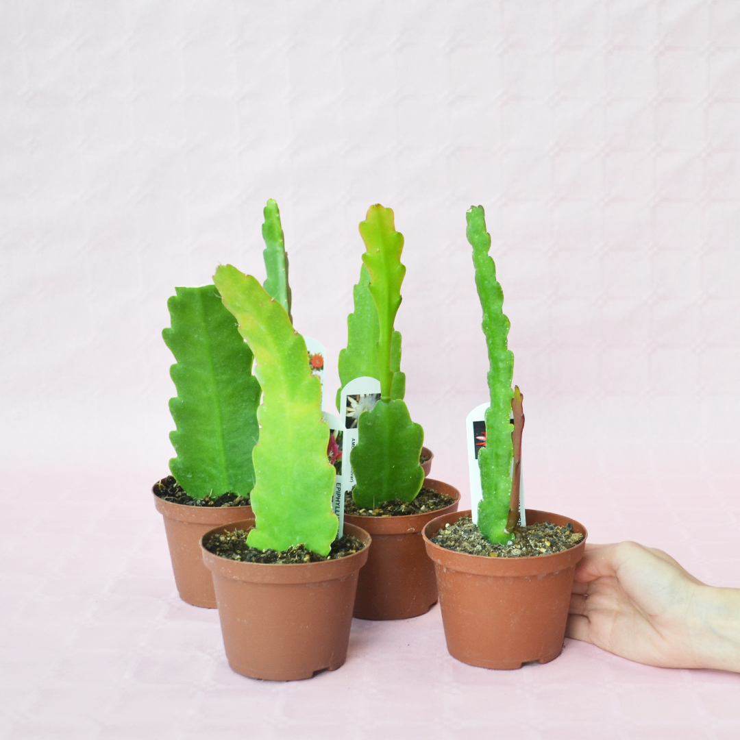 Collezione 6 Epiphyllum hybrid vaso 10,5