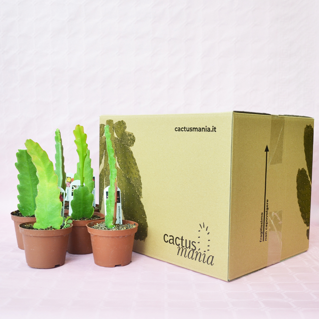 Collezione 6 Epiphyllum hybrid vaso 10,5