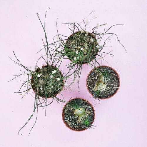 Set 4 piante Ornithogalum sardienii e Drimia uniflora Ø 5,5 cm