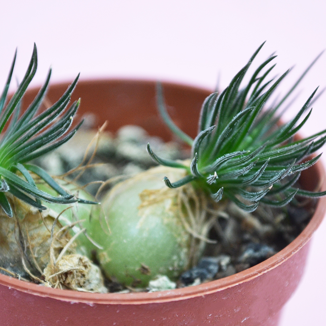 collezione ornithogalum sardienii e drimia uniflora 4 piante vaso 5,5-2
