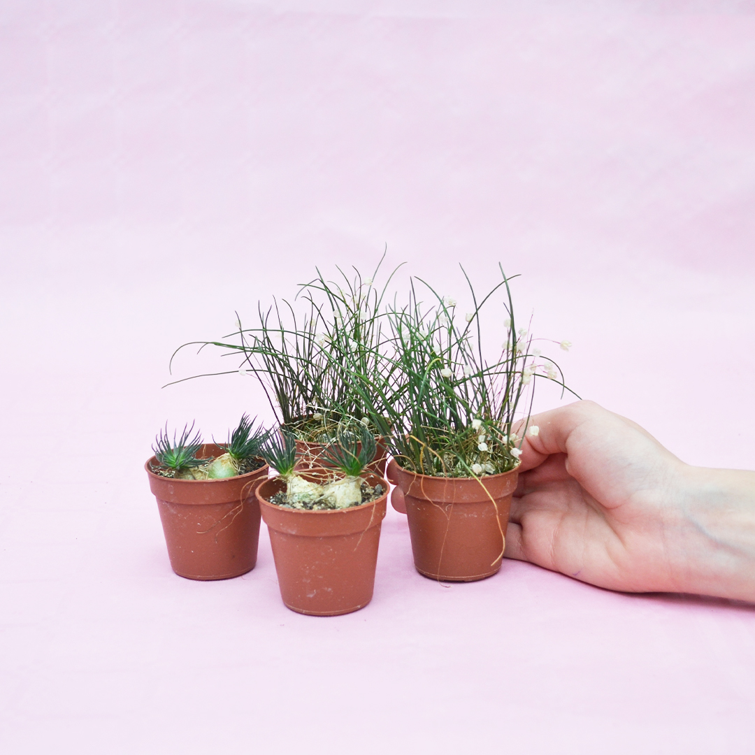 Collezione Ornithogalum sardienii e Drimia uniflora 4 piante vaso 5,5