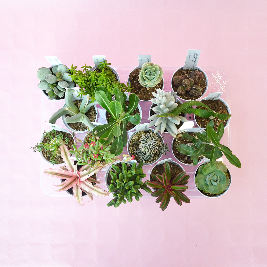 Collezione succulente 16 piante diam 7,5
