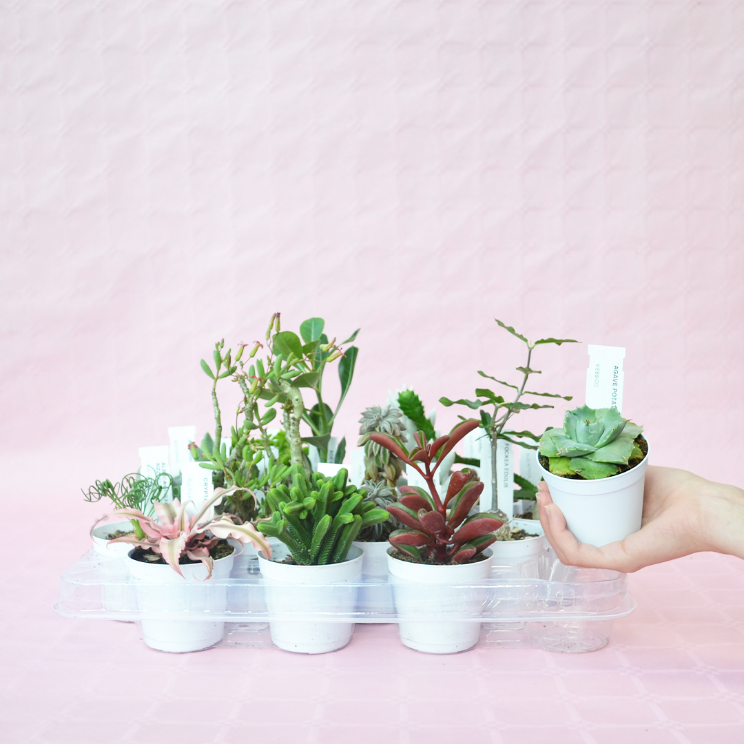 Collezione succulente 16 piante diam 7,5