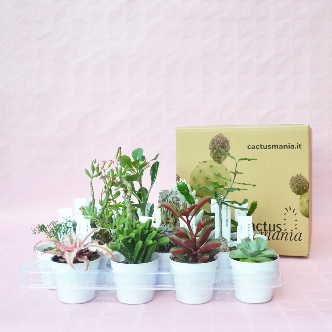 Collezione succulente 16 piante diam 7,5