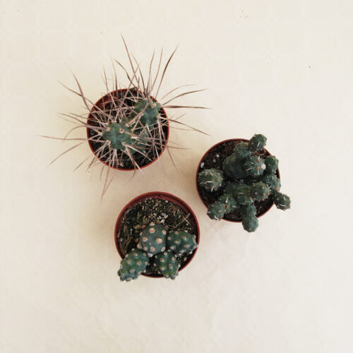 Set Tephrocactus 3 piante Ø 10 cm