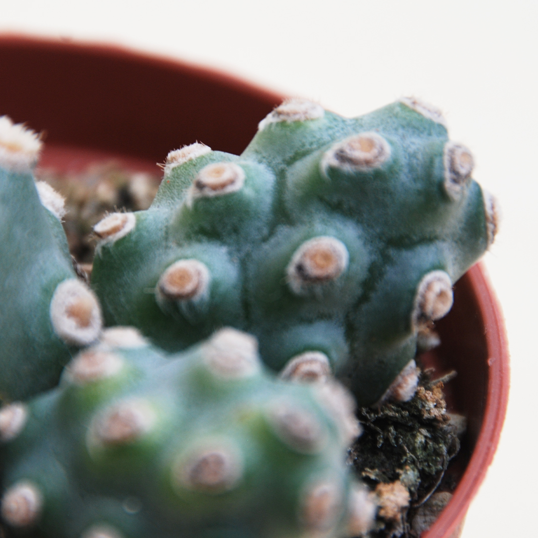 Collezione Tephrocactus 3 piante vaso 10,5