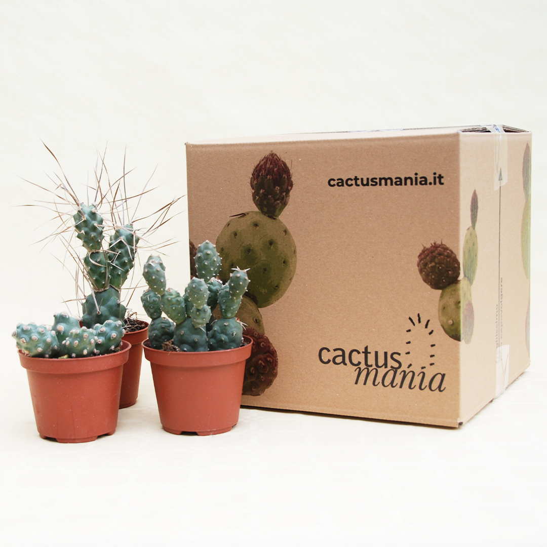 Collezione Tephrocactus 3 piante vaso 10,5