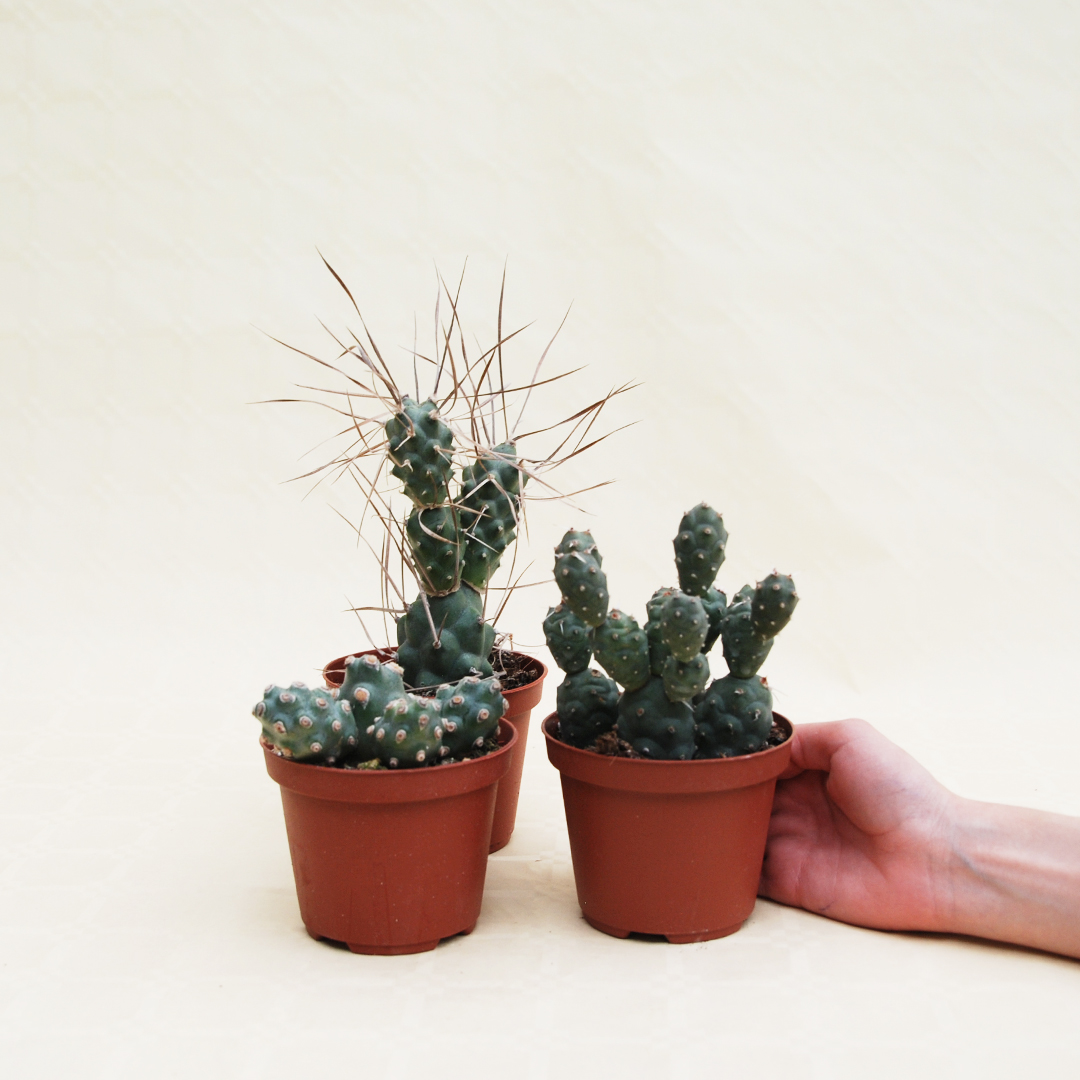 Collezione Tephrocactus 3 piante vaso 10,5