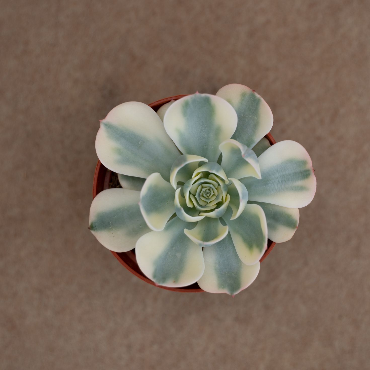 Echeveria Compton Carousel vaso Ø8 cm