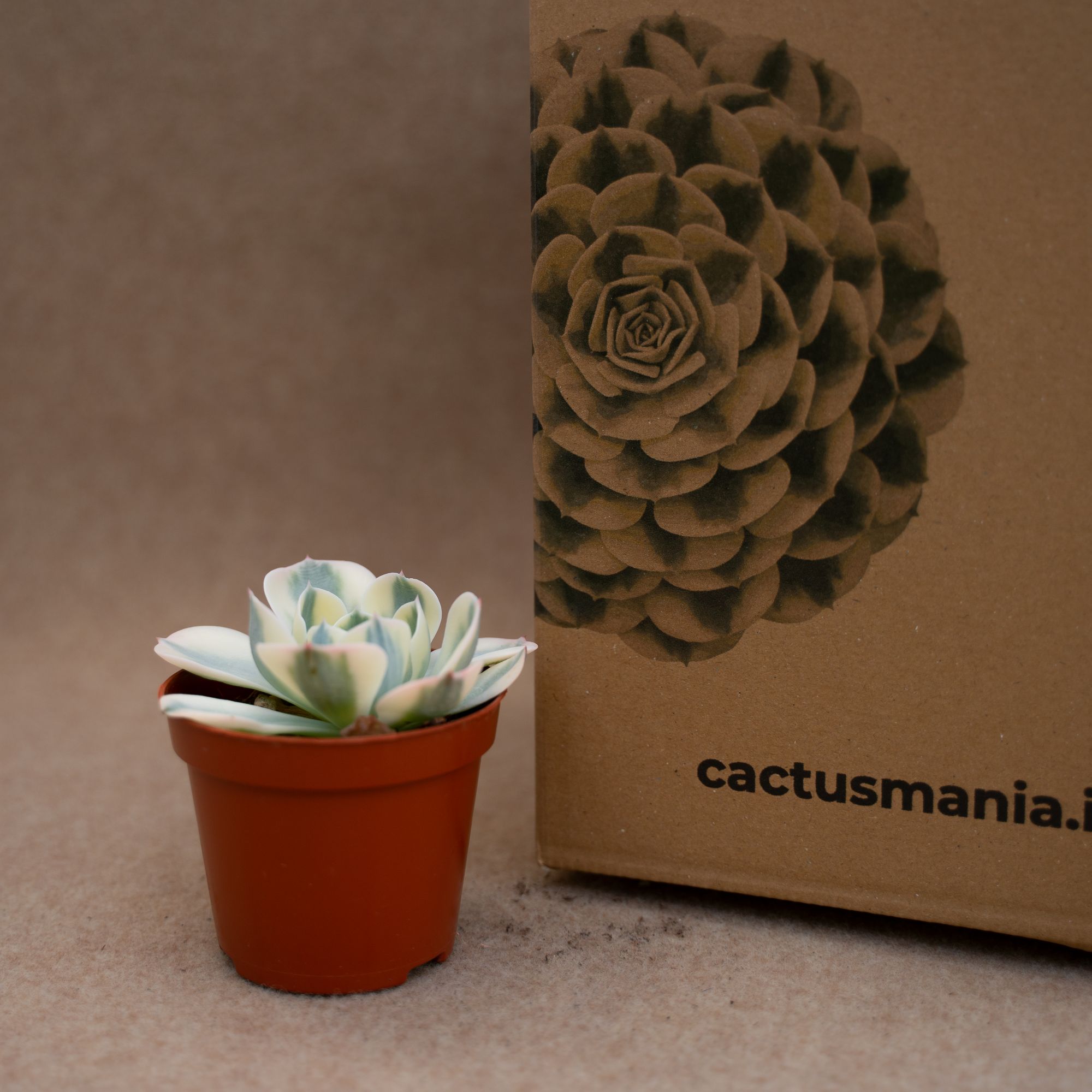 Echeveria Compton Carousel vaso Ø8 cm