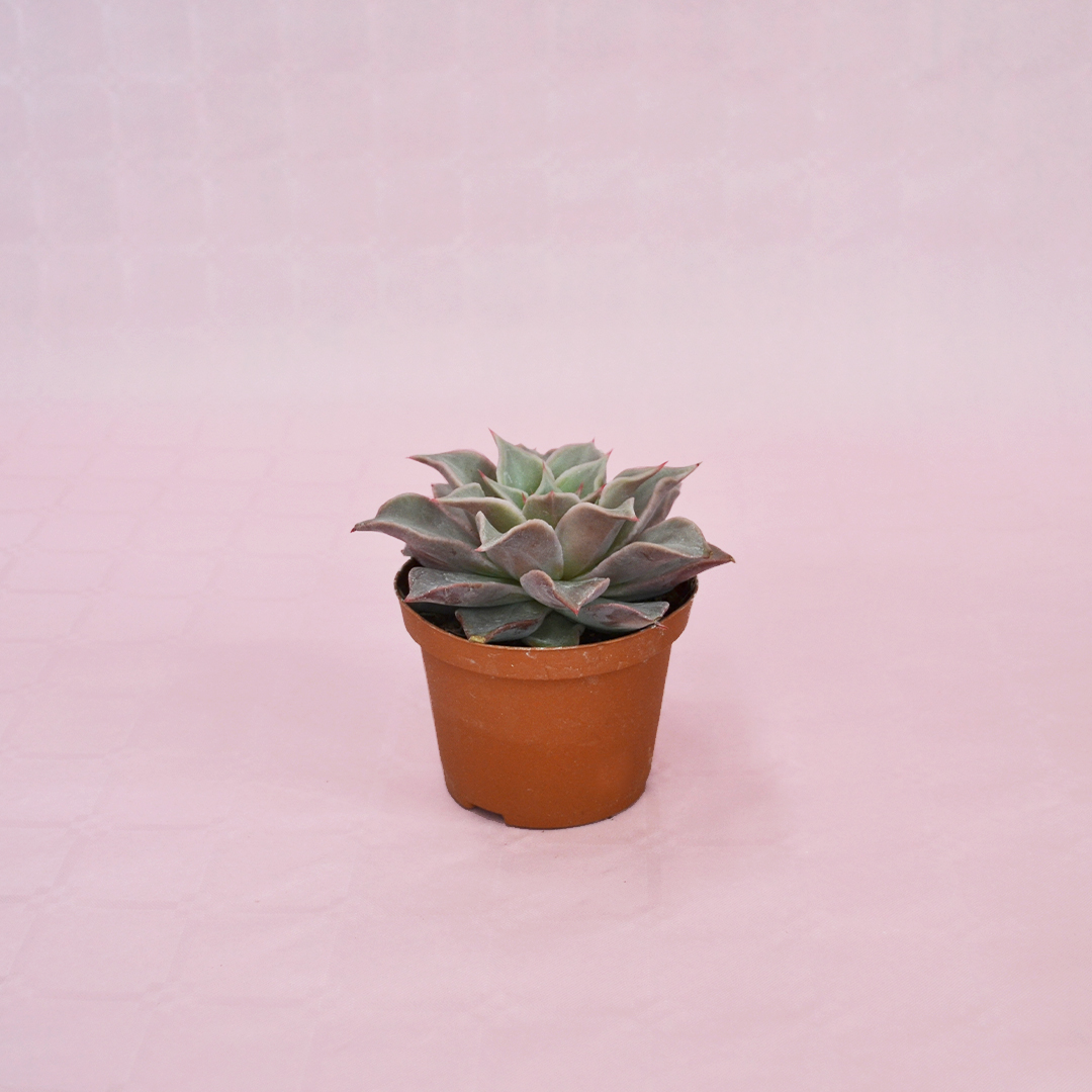 echeveria madiba vaso 10,5-1
