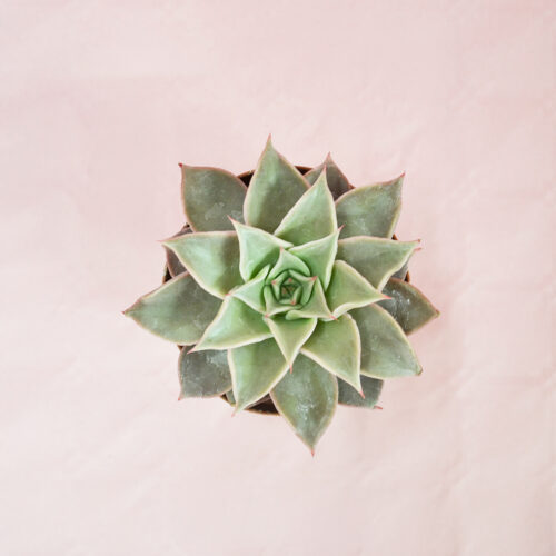echeveria madiba vaso 10,5-2