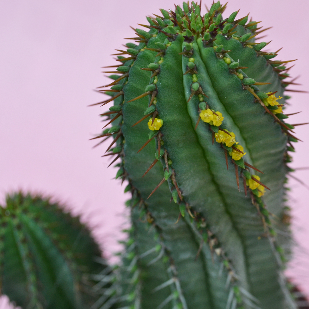 Euphorbia fruticosa vaso Ø 14
