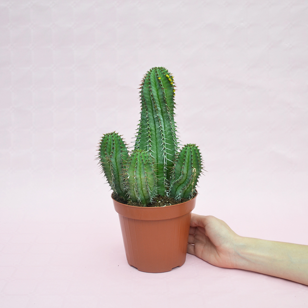 Euphorbia fruticosa vaso Ø 14