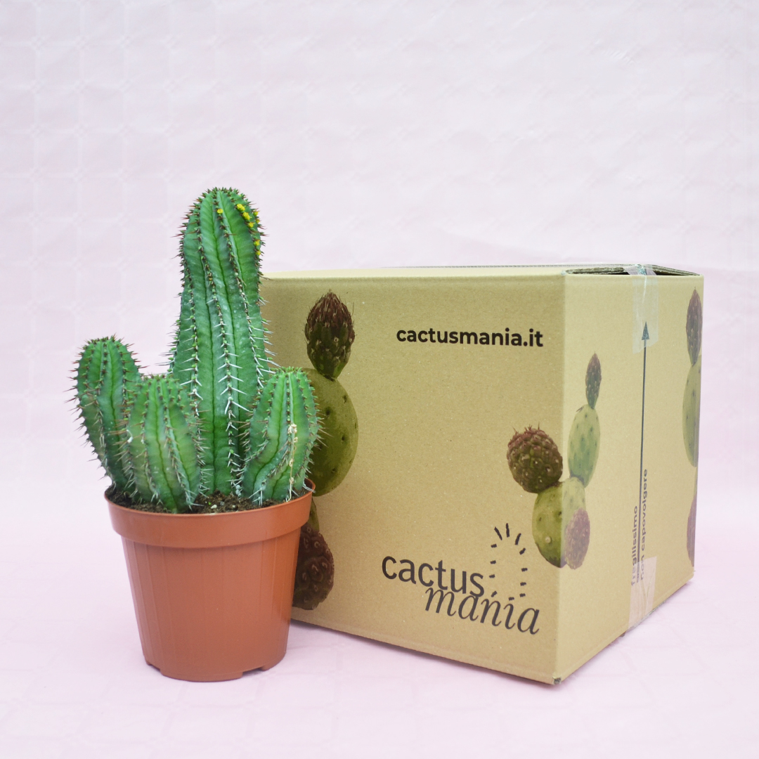 Euphorbia fruticosa vaso Ø 14