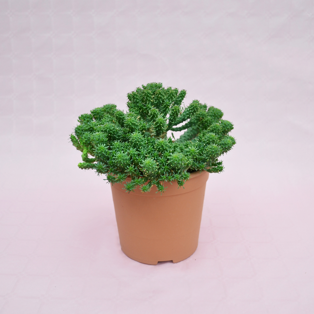 Euphorbia sp. vaso 17