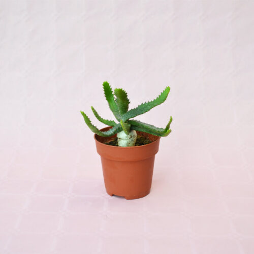 Euphorbia stellata vaso 8,5
