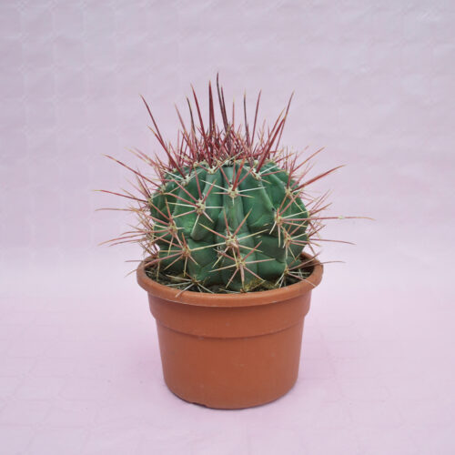 Ferocactus emoryi rectispinus vaso Ø 22